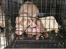 Elsa – the puppies’ dam – en route to Gramayre Kennels