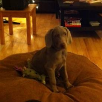 “Hunter-Puppy” -First night with the Voegelin family