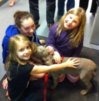 Hunter-just like a typical Weim Puppy-makes new friends while in foster care with the Voegelins