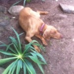 Izzy-as-a-bleach-blonde