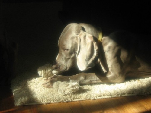 Jasmine-in-the-sun-e1379772127693