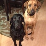 Maxie-and-Lulu-waiting-for-dinner-28mar13