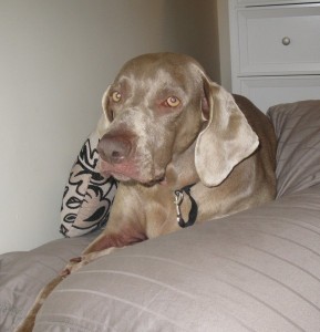 Mya-Winnipeg-578x600-1