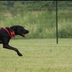 Nova-off-leash-1024x423