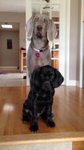 Pippa-and-Phil-2.5-mos