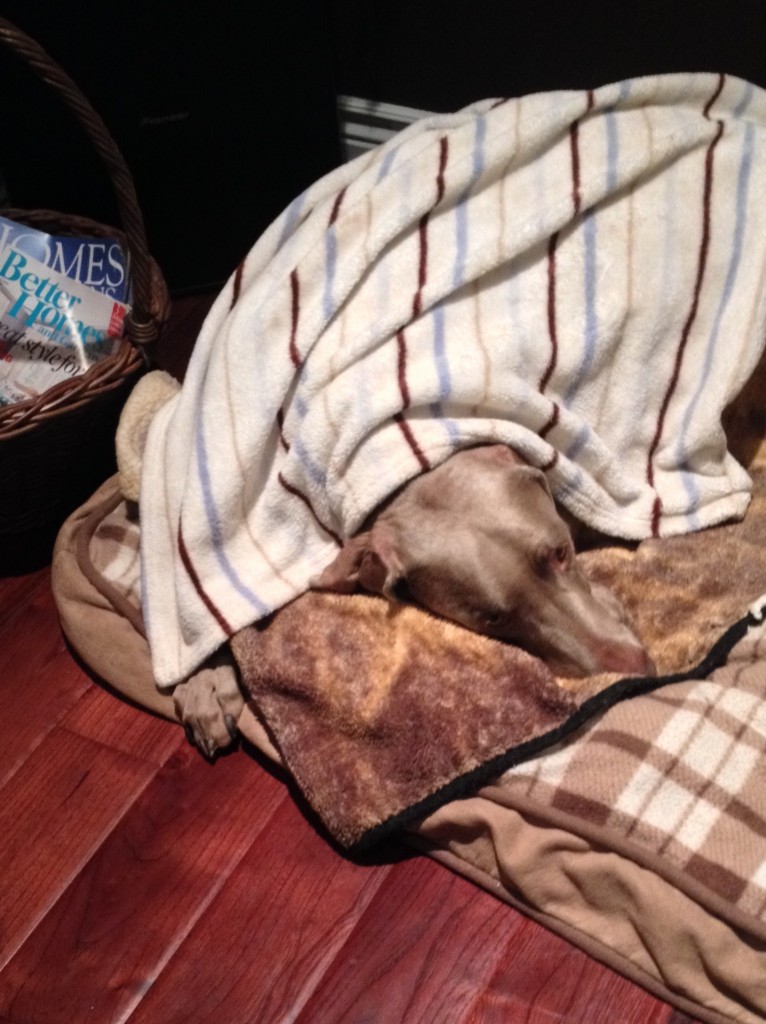 Sterling and his blanket 003