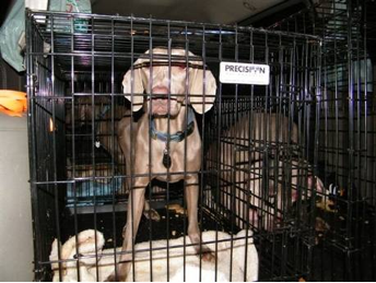 “Tommy” at Gramayre Kennels – first night away from the puppy mill