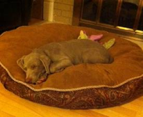 Hunter loves the comfy bed after his big day