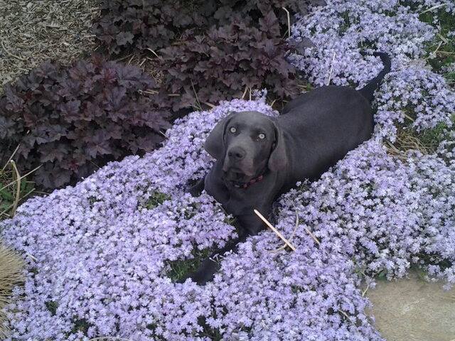 jase-in-the-flowers