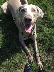 Marshall in his new home