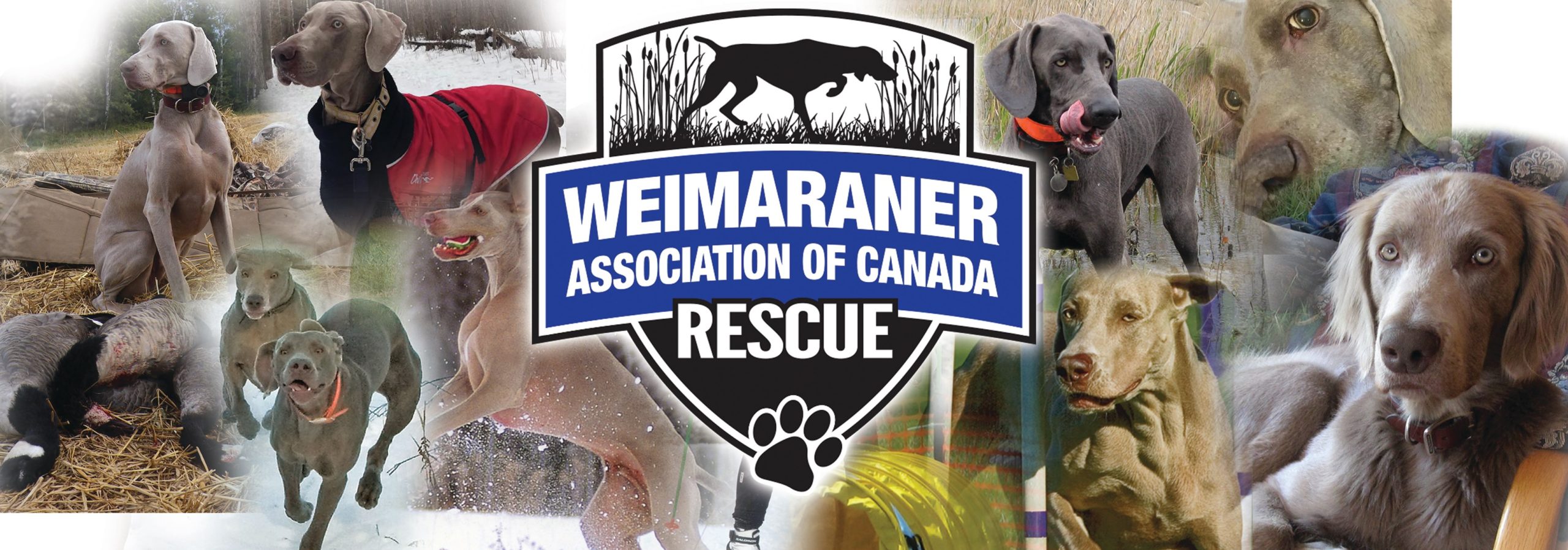 The Weimaraner Association of Canada – Rescue